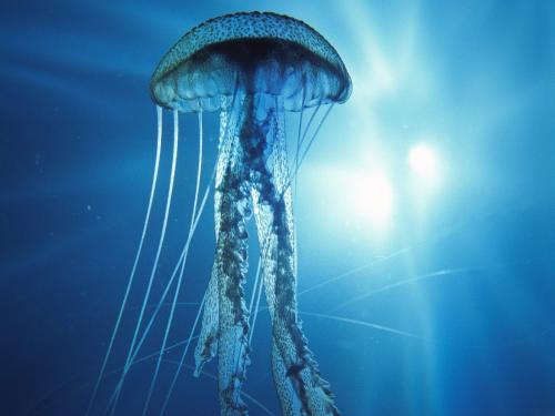 Medúza na svetle